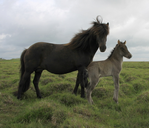 lffinnsafkvmi0710_001