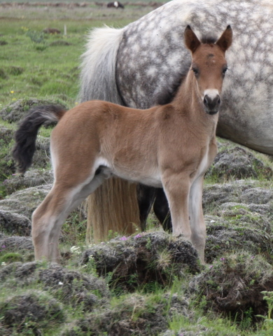 lffinnsafkvmi0710_002