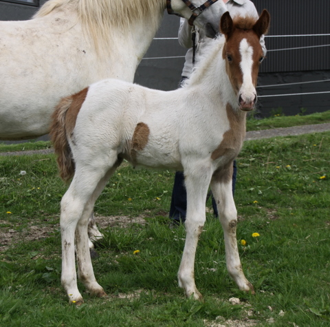 vaka_og_lffinnsdttir_210610_004