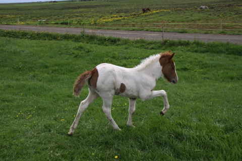 vaka_og_lffinnsdttir_210610_010