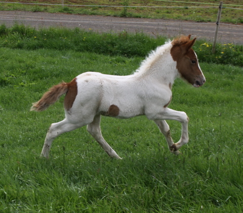 vaka_og_lffinnsdttir_210610_022