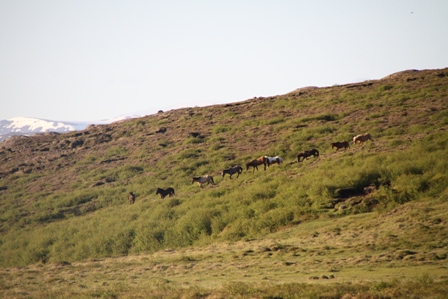 vertutgmlu_folarnir_110610_001