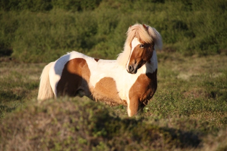 vertutgmlu_folarnir_110610_002