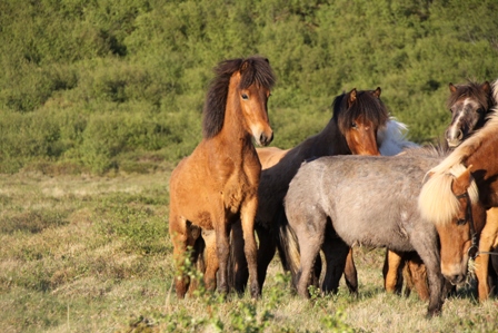 vertutgmlu_folarnir_110610_003