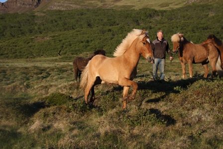 vertutgmlu_folarnir_110610_004