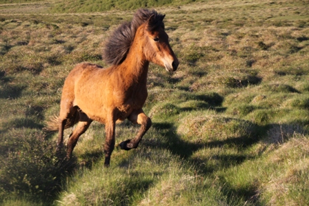 vertutgmlu_folarnir_110610_007