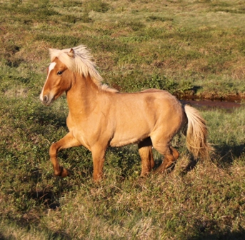 vertutgmlu_folarnir_110610_009