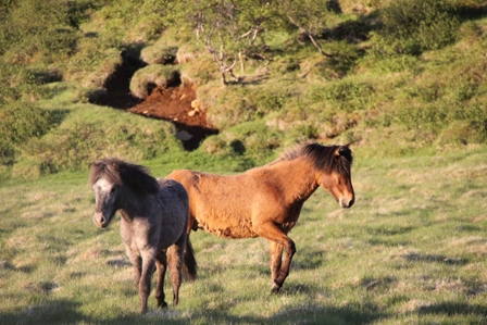 vertutgmlu_folarnir_110610_011