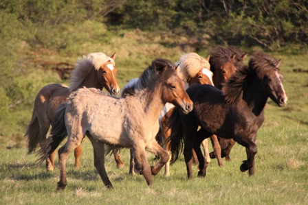 vertutgmlu_folarnir_110610_015