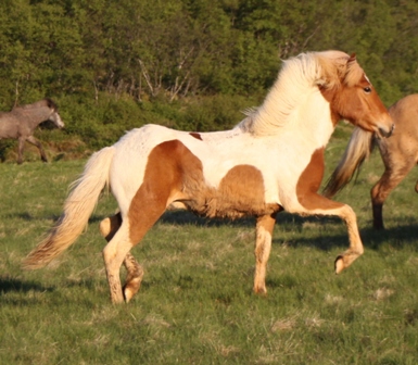 vertutgmlu_folarnir_110610_018