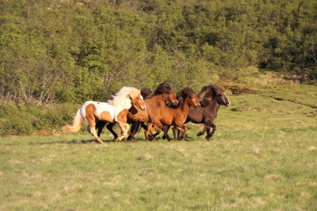 vertutgmlu_folarnir_110610_019