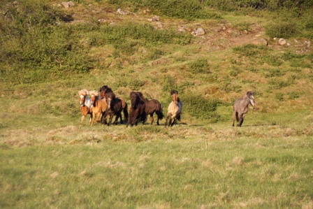 vertutgmlu_folarnir_110610_020