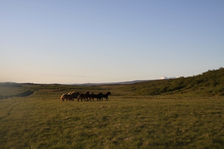 vertutgmlu_folarnir_110610_026