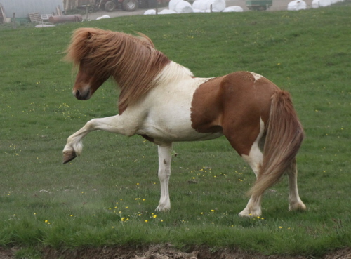 ljni_og_amazon_jn10_006