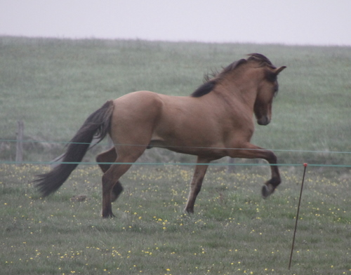 ljni_og_amazon_jn10_009 ljni og amazon jn10 009