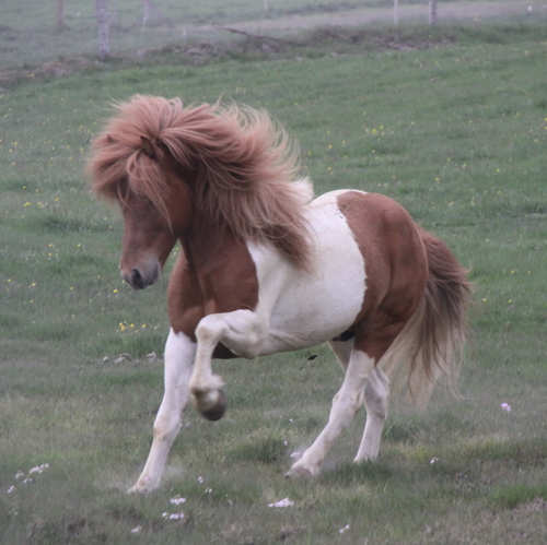 ljni_og_amazon_jn10_012