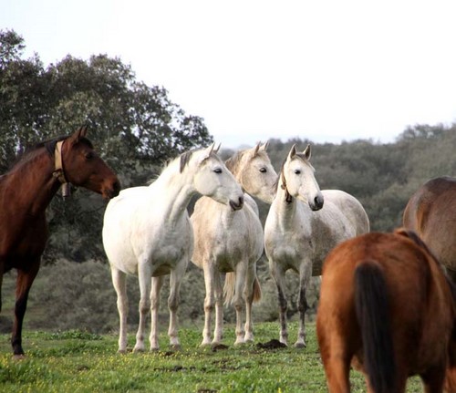 bastarda_des_2 bastarda_des_2