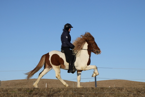 mergur_og_co.feb.10_002-1 mergur_og_co.feb.10_002-1