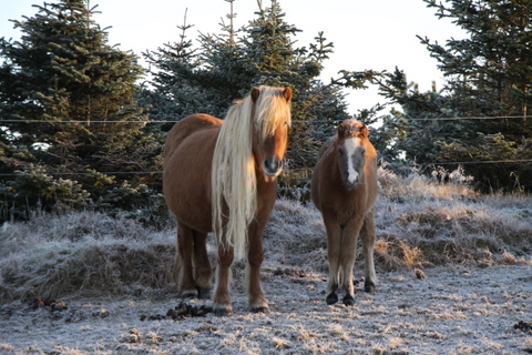 vetur_25_nov.10_001 vetur_25_nov.10_001