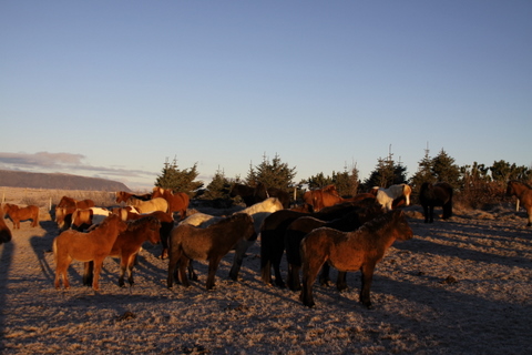 vetur_25_nov._2010_004 vetur_25_nov._2010_004