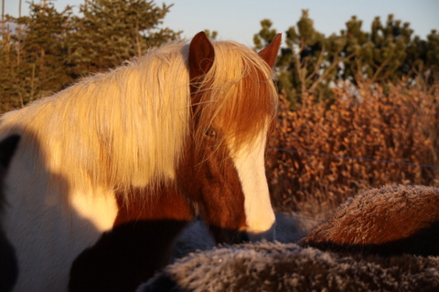 vetur_25_nov._2010_005 vetur_25_nov._2010_005