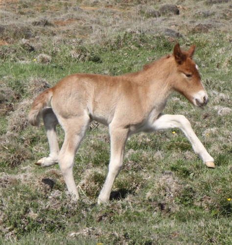 lfads_og_dttir_6_jni10_006