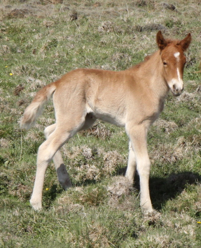 lfads_og_dttir_6_jni10_007