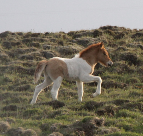 mylla_og_orka_me_folld10_001