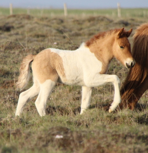 mylla_og_orka_me_folld10_002