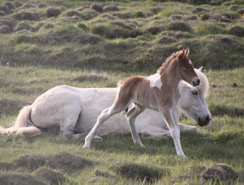 mylla_og_orka_me_folld10_003