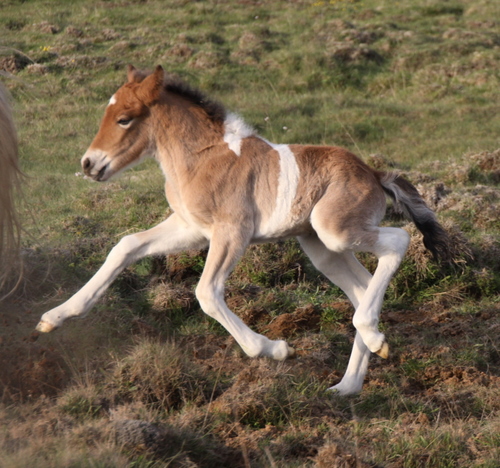 mylla_og_orka_me_folld10_005