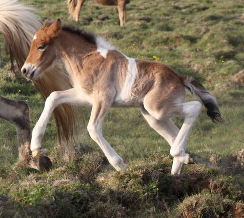 mylla_og_orka_me_folld10_006