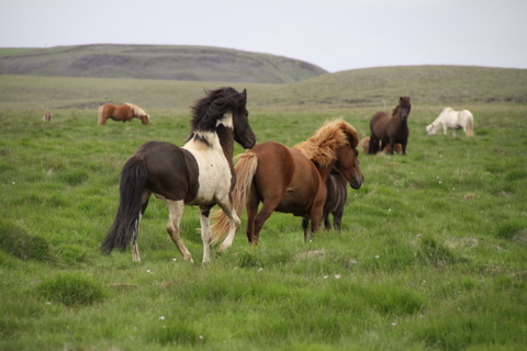 lffinnur_t_20_jni10_004