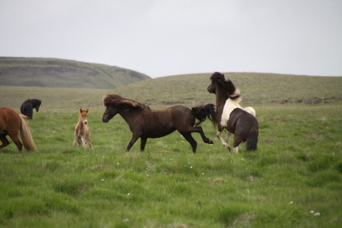 lffinnur_t_20_jni10_006