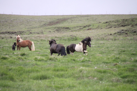 lffinnur_t_20_jni10_010