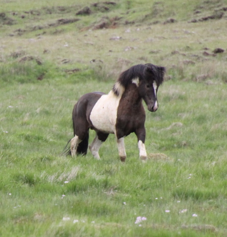 lffinnur_t_20_jni10_012