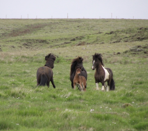 lffinnur_t_20_jni10_014