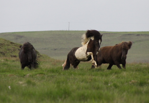 lffinnur_t_20_jni10_016