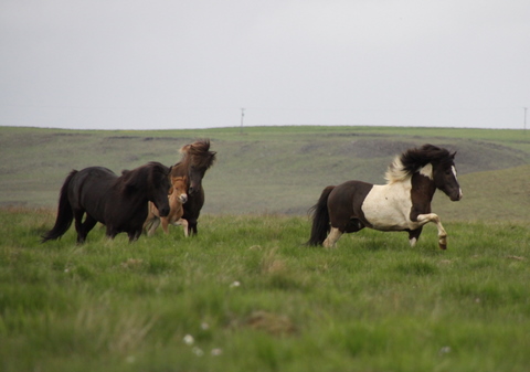 lffinnur_t_20_jni10_018