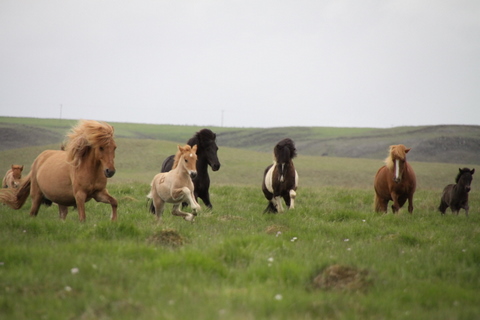 lffinnur_t_20_jni10_020