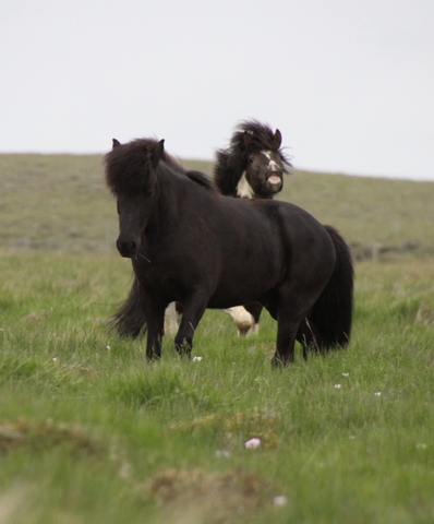 lffinnur_t_20_jni10_022