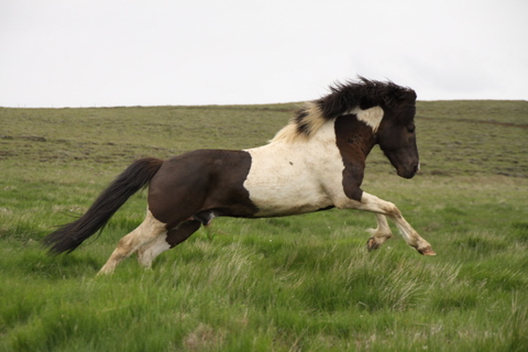 lffinnur_t_20_jni10_024