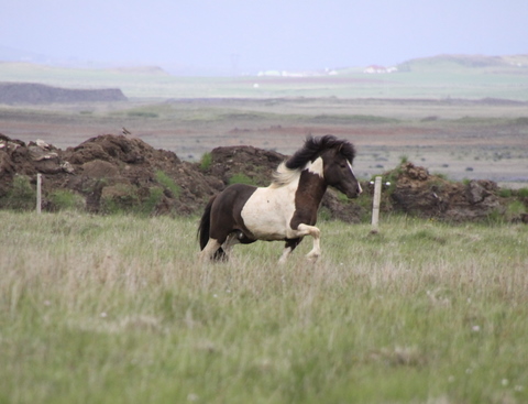 lffinnur_t_20_jni10_026