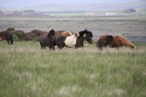 lffinnur_t_20_jni10_030