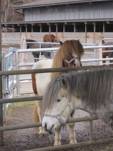 sirkus_og_mergur_002