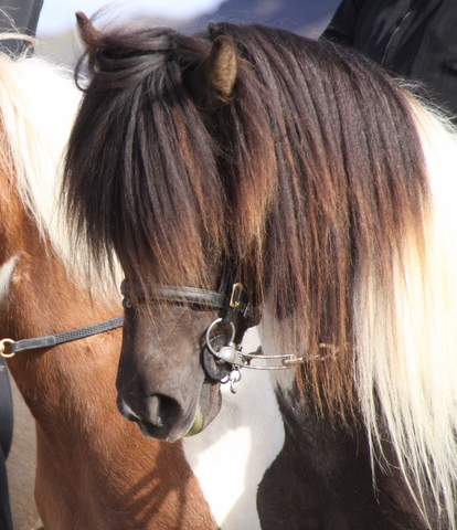 heillads_siss.0810_020