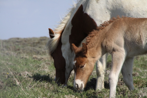 lfads_og_dttir_6_jni10_003