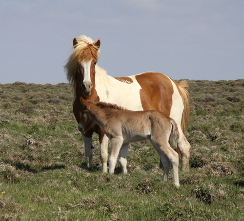 lfads_og_dttir_6_jni10_008