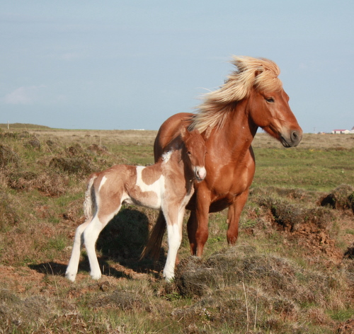 ljnslpp_og_sonur_8_jn_10_001