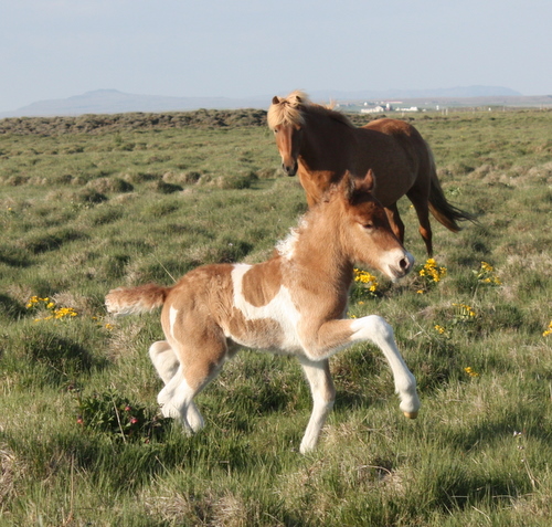 ljnslpp_og_sonur_8_jn_10_002